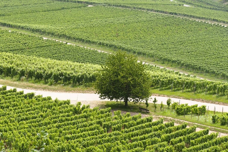 Vineyards